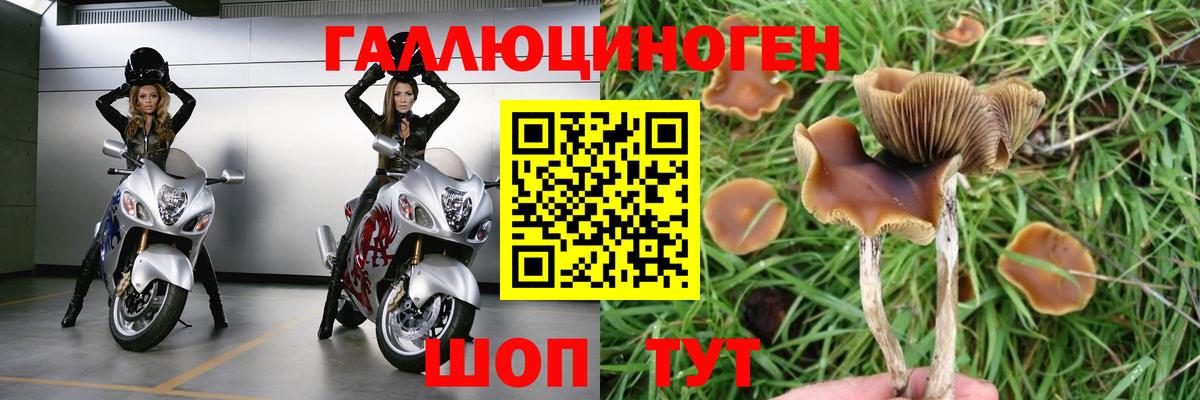Псилоцибиновые грибы Psilocybe Железногорск